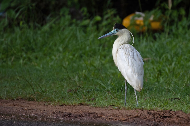 Capped Heron