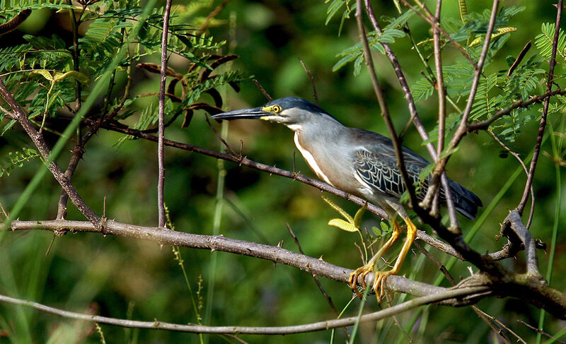 Striated Heron