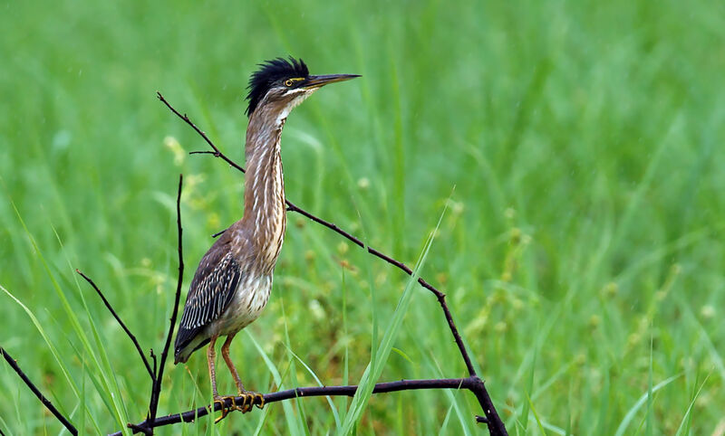 Striated Heron