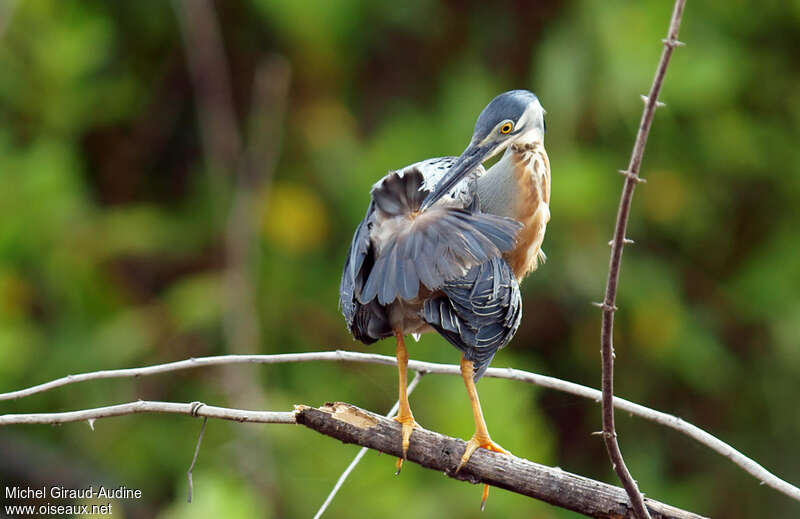 Striated Heronadult, care