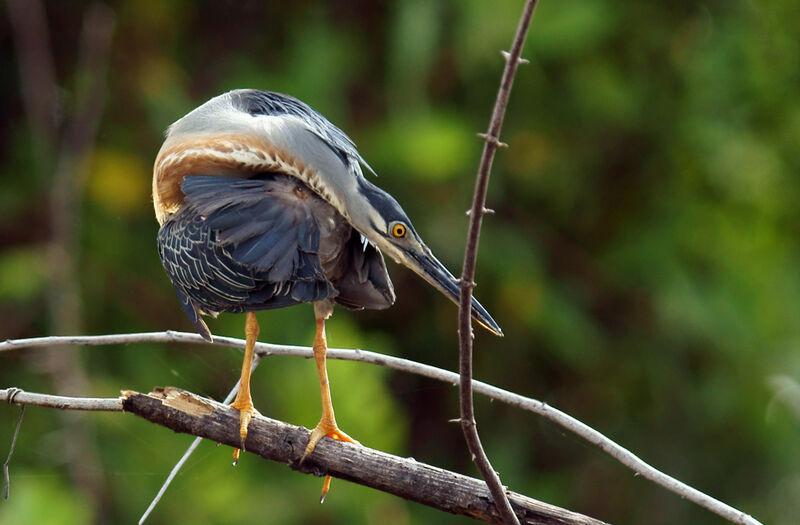 Striated Heronadult