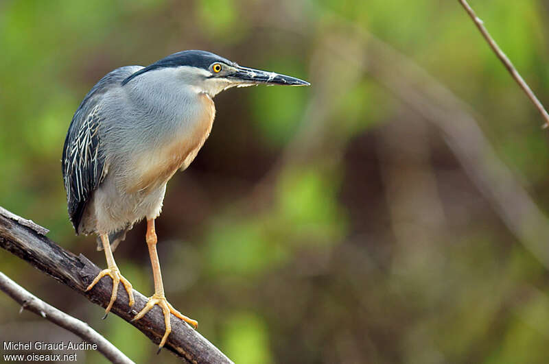 Striated Heronadult, Behaviour