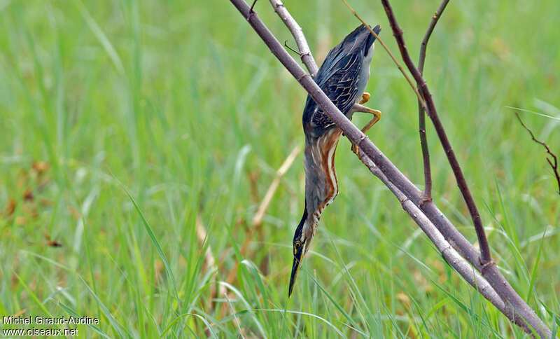 Striated Heron, pigmentation, fishing/hunting, Behaviour