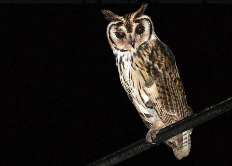 Striped Owl