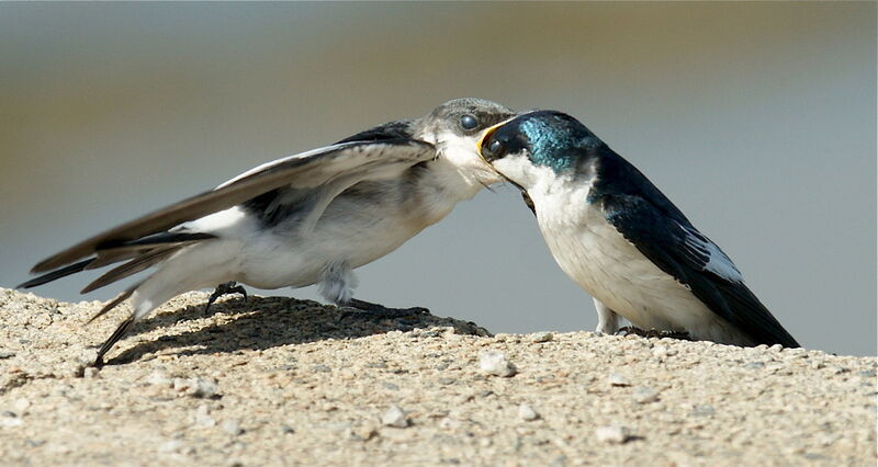 White-winged Swallow