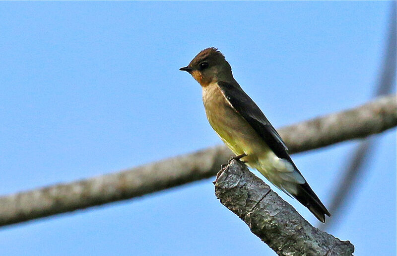 Southern Rough-winged Swallowadult