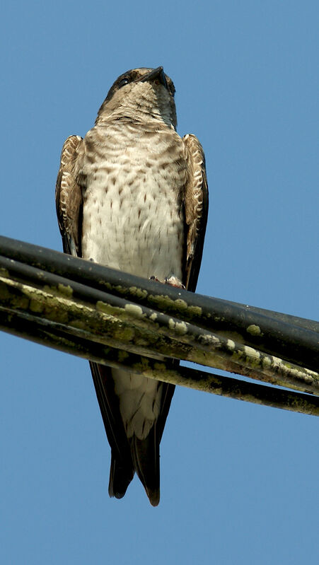 Grey-breasted Martin female immature, identification