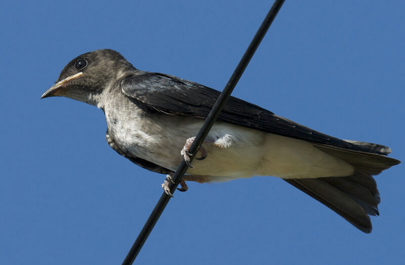 Hirondelle chalybée, identification