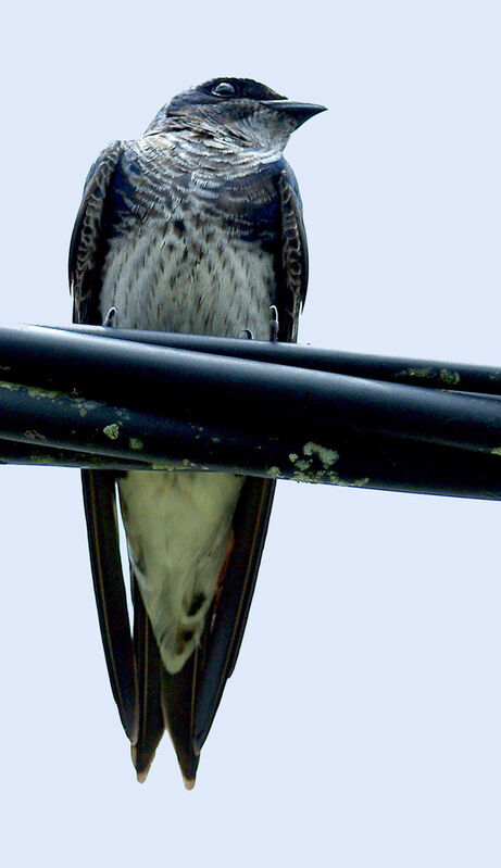 Hirondelle gracieuse mâle immature, identification