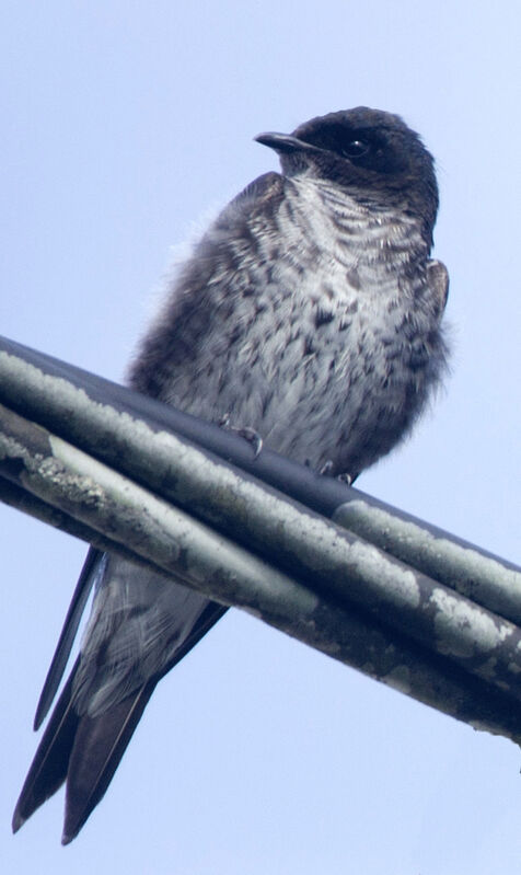 Hirondelle gracieuse mâle immature