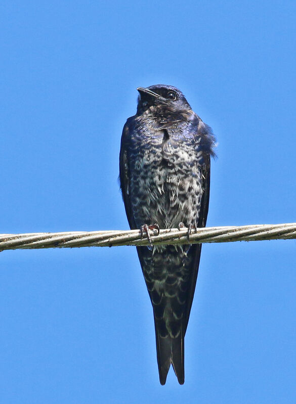 Southern Martin male subadult transition