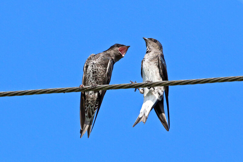 Hirondelle gracieuse femelle adulte