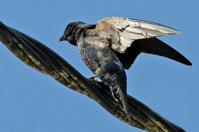 Southern Martin male subadult