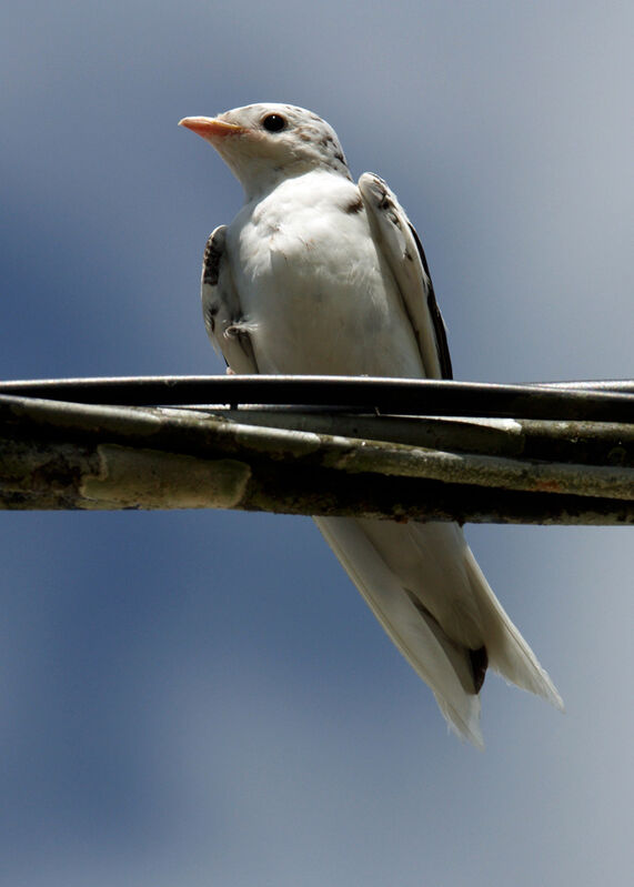 Southern Martin female adult