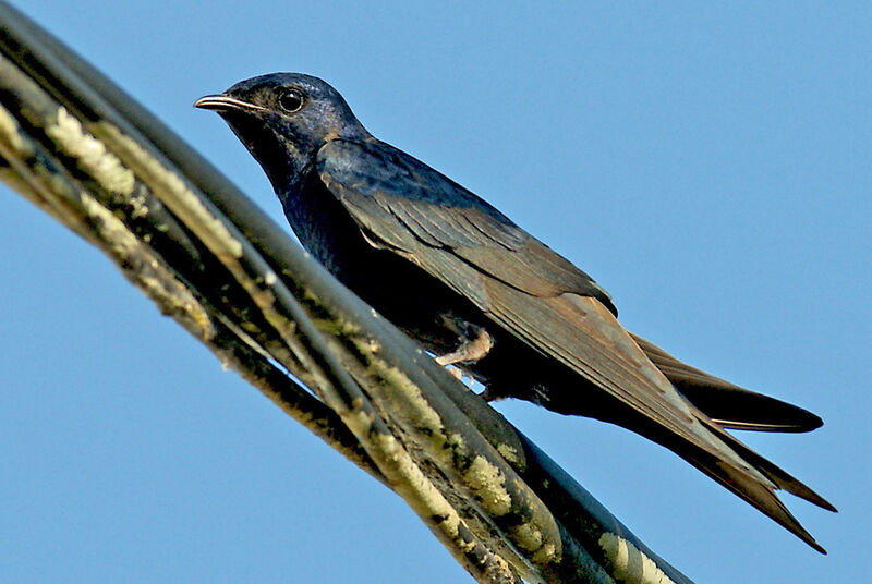 Southern Martin, identification