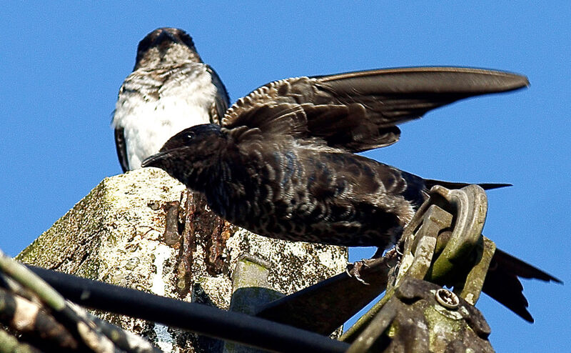 Southern Martin male immature