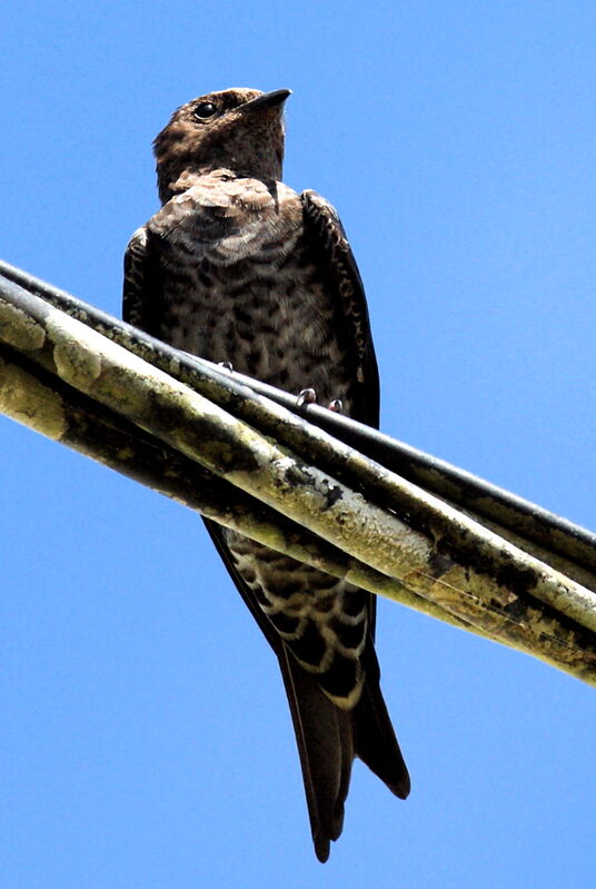 Southern Martin female immature