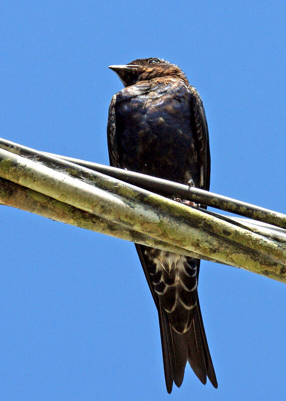 Southern Martin male immature