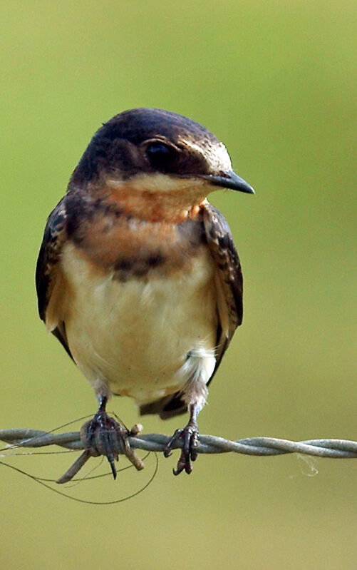 Hirondelle rustiquejuvénile, identification