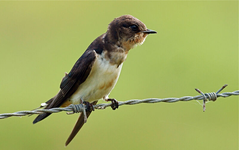 Hirondelle rustiquejuvénile, identification