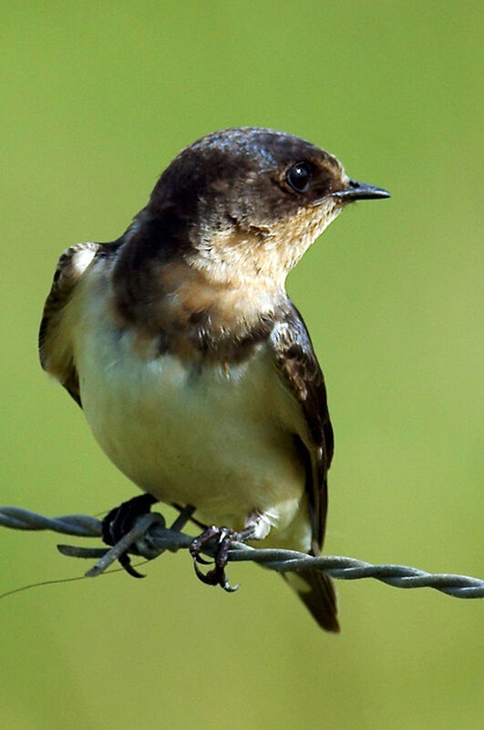 Hirondelle rustiquejuvénile, identification