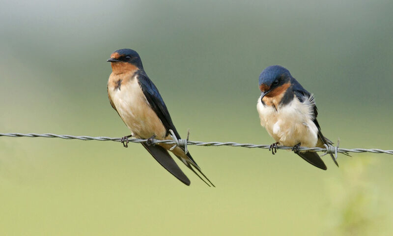 Hirondelle rustique femelle adulte