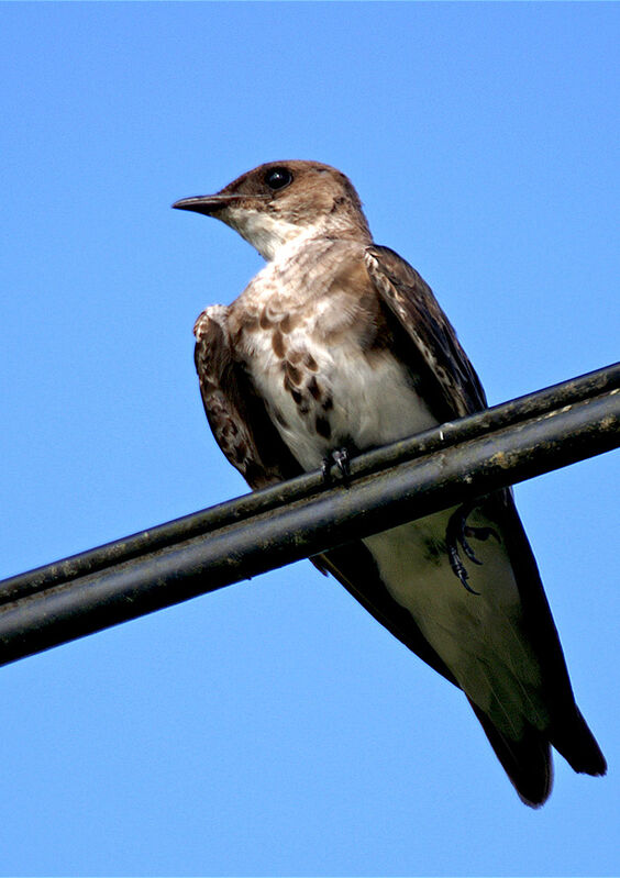 Hirondelle tapère