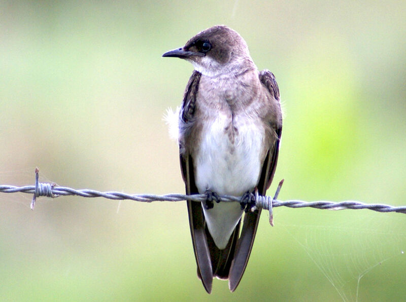 Hirondelle tapère, identification