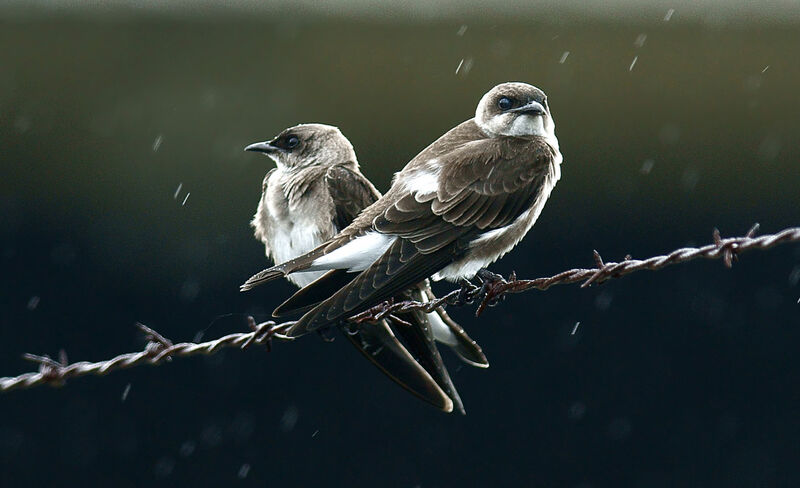 Brown-chested Martin