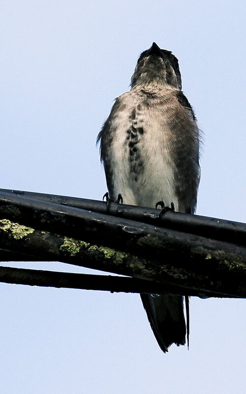 Hirondelle tapère