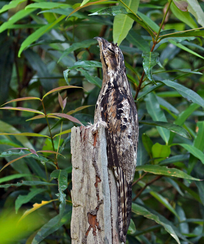 Common Potoo female adult, Reproduction-nesting