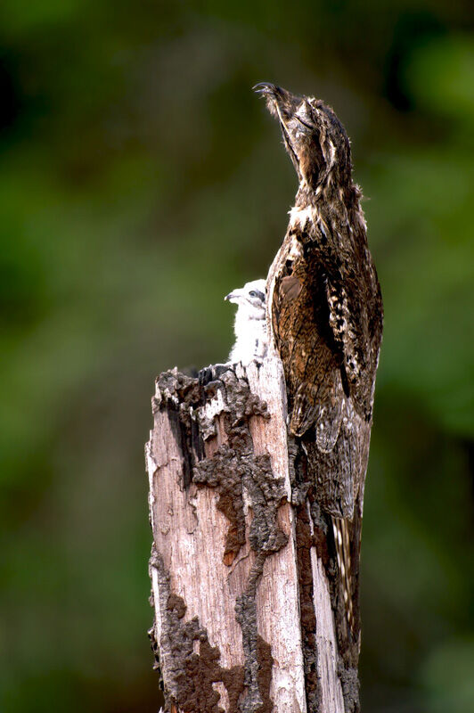 Common Potoo