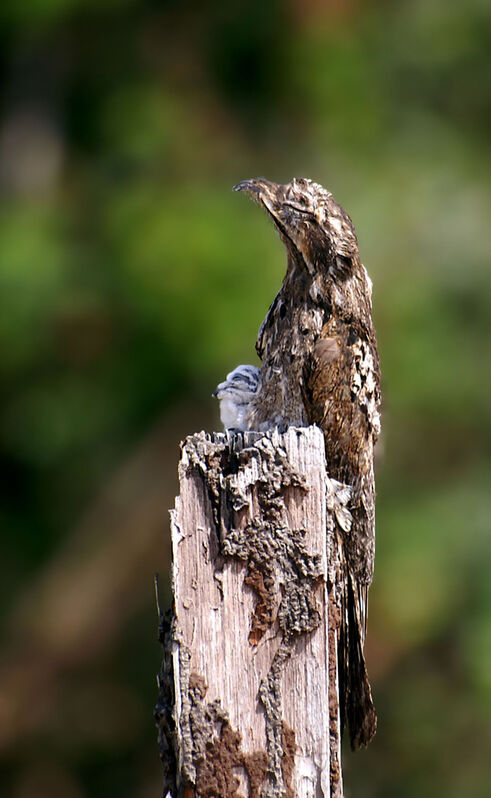 Common Potoo, identification