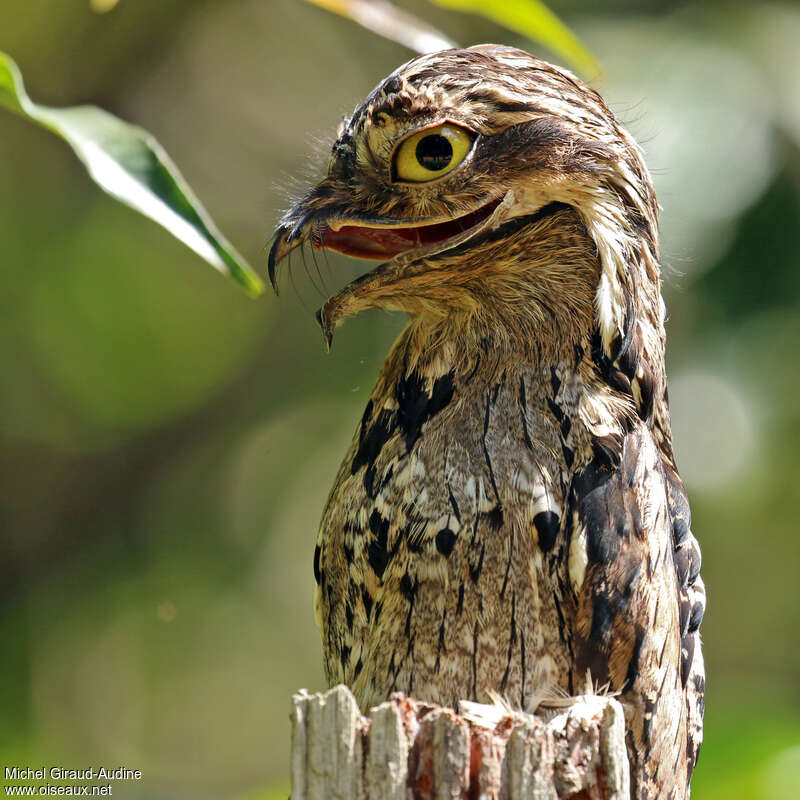 Common Potooadult, close-up portrait, Reproduction-nesting