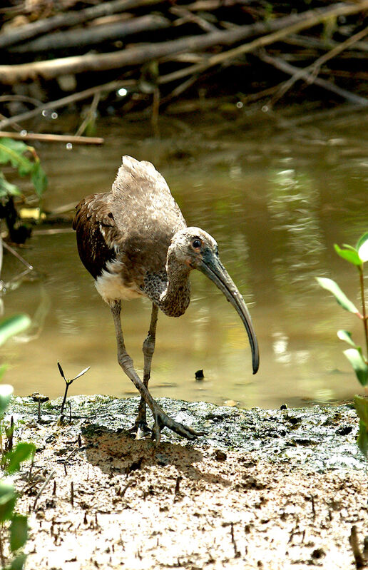 Scarlet Ibis, identification