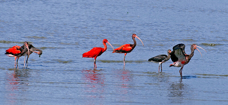 Scarlet Ibis