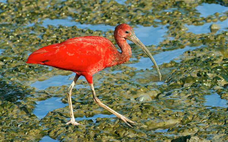 Ibis rougesubadulte