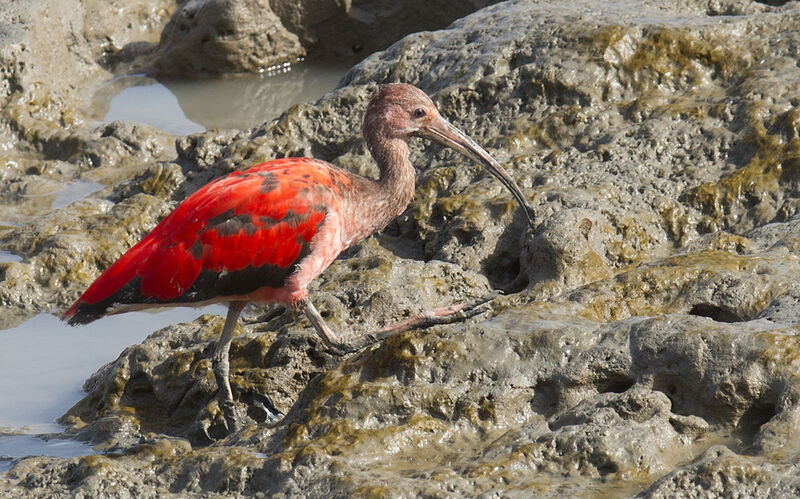 Ibis rougeimmature