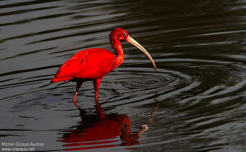 Ibis rougeadulte