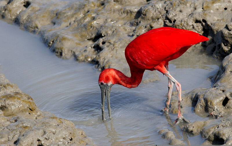 Scarlet Ibis