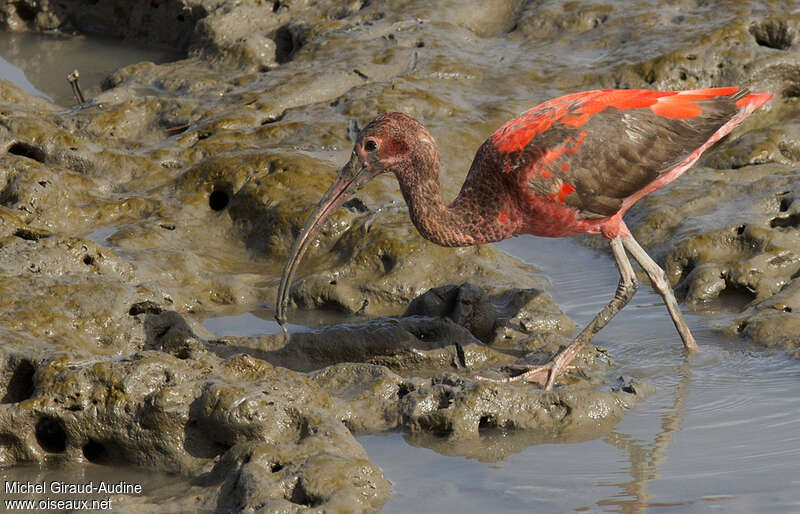 Ibis rougeimmature, identification