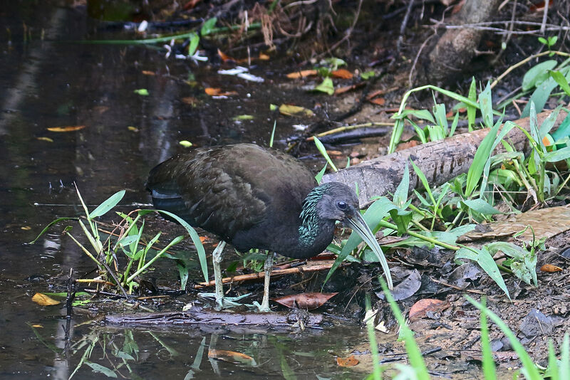 Green Ibis