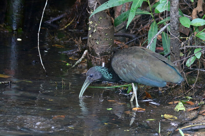 Green Ibis