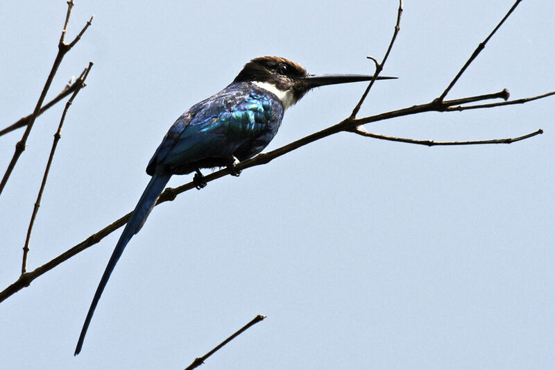 Paradise Jacamar, identification