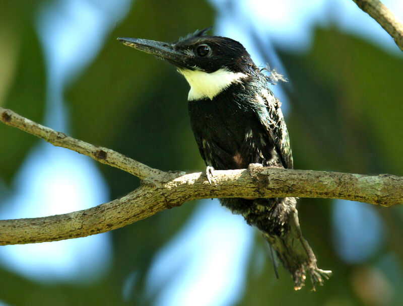 Paradise Jacamar, identification