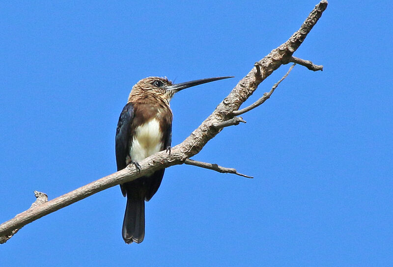 Jacamar brunadulte