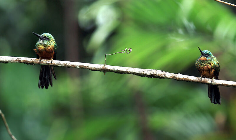 Green-tailed Jacamar 