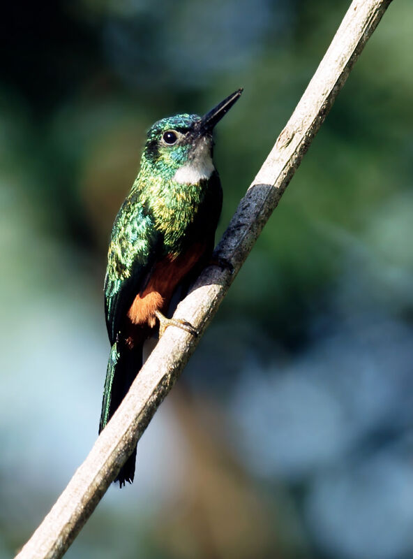 Jacamar vert mâle adulte