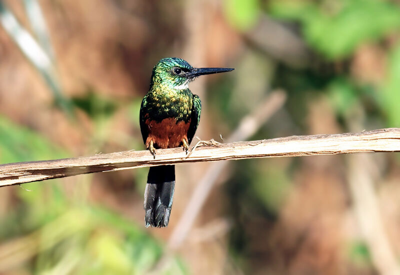 Green-tailed Jacamar male adult