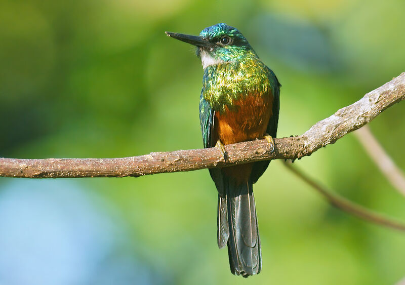 Jacamar vert femelle